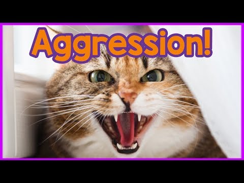 Video: Why Is A Cat Showing Aggression?