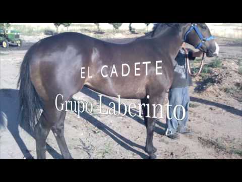 laberinto-el cadete