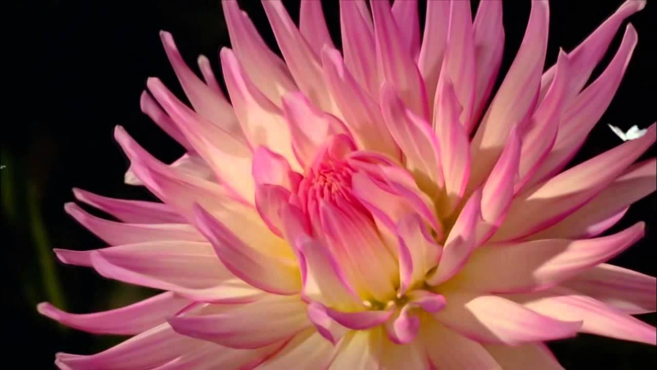 Цветок который распускается вечером. Как цветок видео. Как цветок видео. Бархатный цветок который распускается. Как цветок видео.