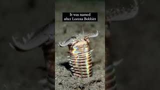 Fun Fact About The Bobbit Worm Eunice Aphroditois