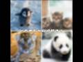 どの動物の赤ちゃんが好き？#ペンギン #猫 #パンダ #トラ #バズれ