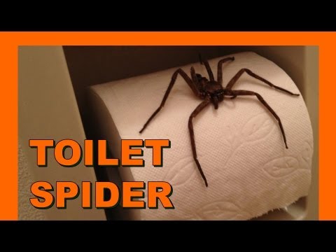 Big toilet spider トイレで大きなクモ - Real Japan Monsters 日本のモンスター