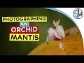 Macro photography - Photographing an Orchid Mantis