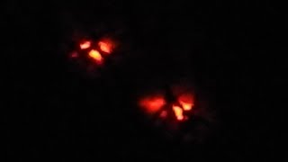 Famous CREEPY LIGHT ENTITIES OVER THE BARN ? -  NordicPARAUFO Profile