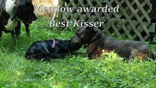 At Home Mutt Strut At Home Mutt Strut