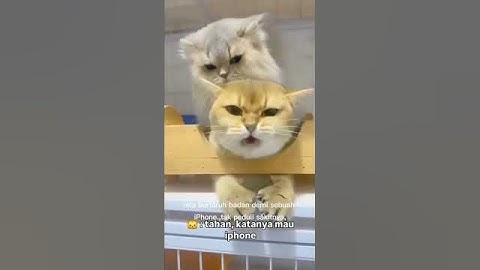 Rekasi kucing kawin lucu! Gemes liatnya. #KucingLucu #VideoKucing #KucingNgakak
