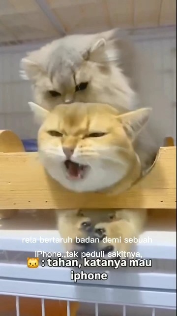 Rekasi kucing kawin lucu! Gemes liatnya. #KucingLucu #VideoKucing #KucingNgakak