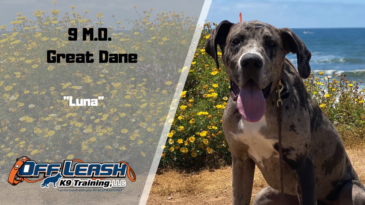 GREAT DANE / DOG TRAINING YouTube