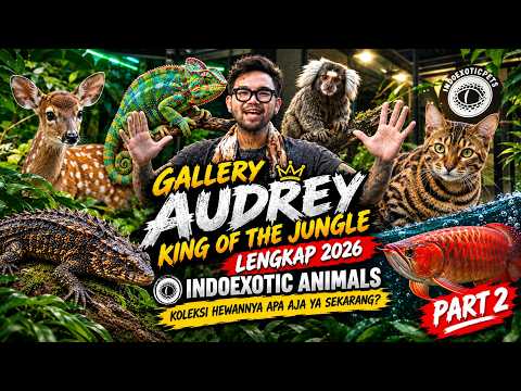 AUDREY KING OF THE JUNGLE GALLERY: COMPLETE 2026 INDOEXOTIC COLLECTION, WHAT ANIMALS ARE THERE NO...