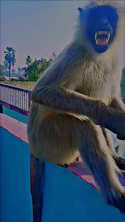 Hanuman 🚩🚩 #dj #bajrangba #song #remix #love #monkey #bajranbalikuchkahnachaheteh