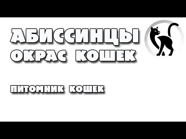 Какие бывают окрасы абиссинцев? Абиссинские кошки
