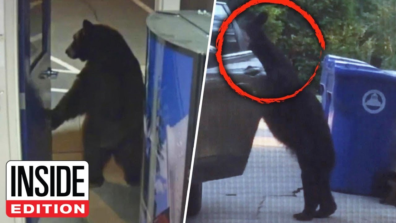 Bears Where They Don't Belong - YouTube