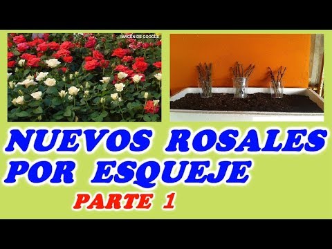 Vídeo: Com Plantar Un Brot De Rosa