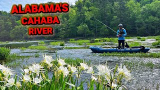 Fishing Alabama's Scenic River (Loaded!!)