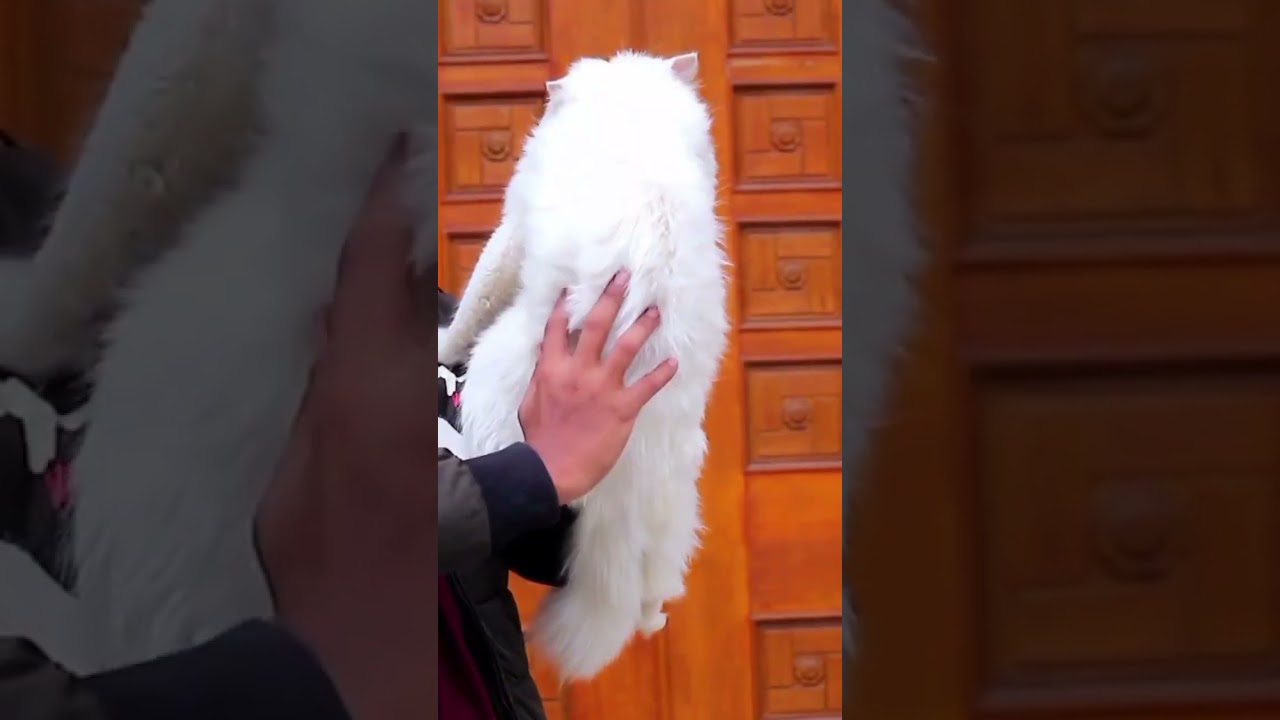 Female cat for sale cash on delivery all over pakistan