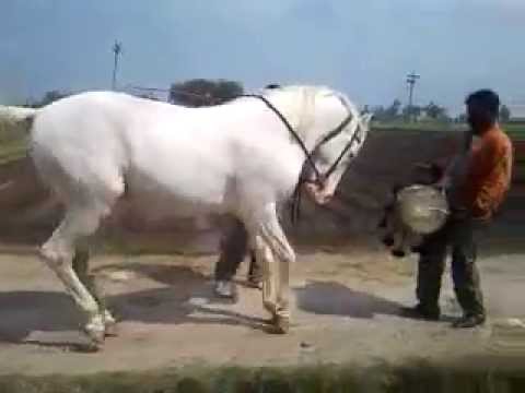 funny-video-of-horse-dancing-on-drum-beats