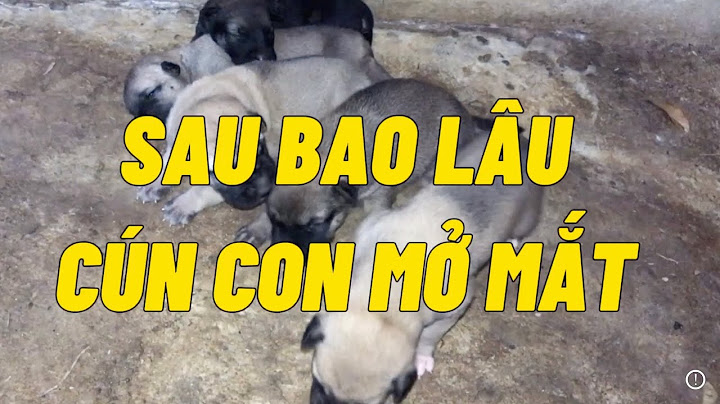 Chó mới sinh sau bao nhiêu ngày thì mở mắt