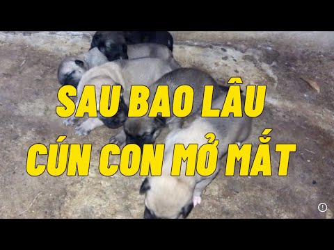 Bao nhiêu lâu thì Cún con mở mắt nhỉ?