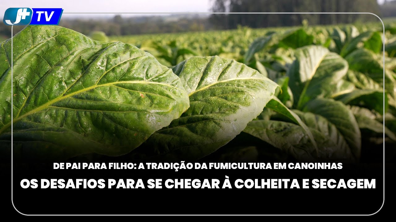 Os desafios para se chegar à colheita e secagem