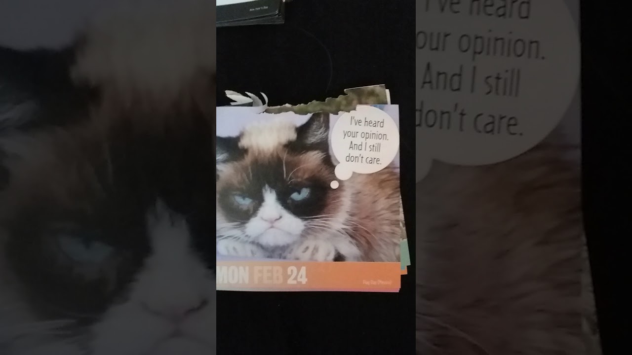 Grumpy cat 
