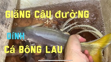Giăng câu đường  #  Dính cá bông lau , cá ngát , cá út  những ngày cách ly toàn xã hội 🐟🐟🐟🐟