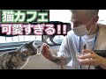 外国人が初めて猫カフェ行った時の反応が猫より可愛かったww