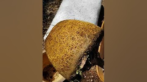 Citrus - Repotting Rootbound Trees