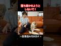 愛犬を落ち着かせるためにはコレが重要☝️ #犬 #騒ぐ #プードル #shorts