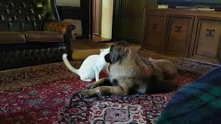 A Cat who loves his dogs by sharon springel 109 views 5 years ago 2 minutes, 31 seconds