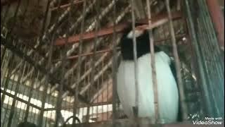 Download lagu #burung jalak uret gacor cocok buat masteran burung lain#