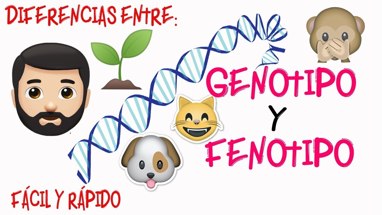 Definicion genotipo y fenotipo