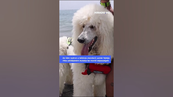 Nilo, a kétéves standard uszkár fajtája ritka példájaként mutatja be mentő képességeit Malagában. 🐶