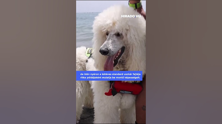 Nilo, a kétéves standard uszkár fajtája ritka példájaként mutatja be mentő képességeit Malagában. 🐶