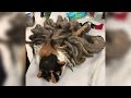 Tomo Cats: Cat’s matted fur grows into dreadlocks; Cat saved by a good Samaritan - Compilation