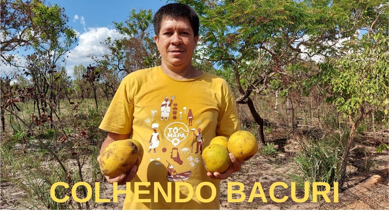COLHEITA DO BACURI