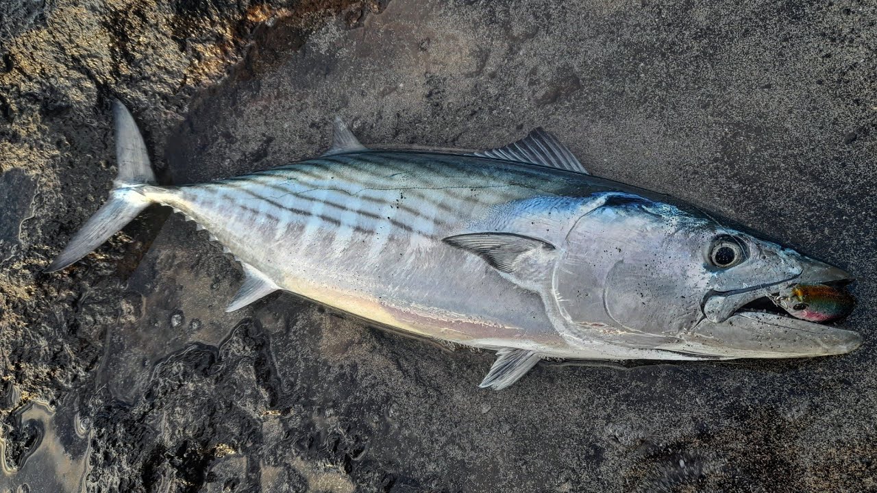 3 ESPECIES con el mismo PASEANTE de superficie. [Spinning Islas Canarias]