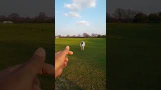 Who comes first?Horse or British Airways|HEATHrow Airport Spotting