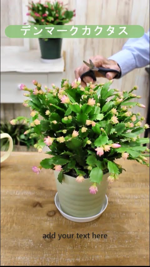 Features and Care of Thanksgiving Cactus - YouTube