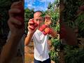 Kulen farming life and so sweet eating #fruit #life #shorts #agriculture #viral