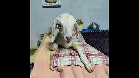 Animals are sentient, intelligent, perceptive, funny and entertaining.