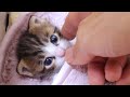 お腹が空いて目覚めた子猫がかわいい声でミルクをおねだりします【赤ちゃん猫　保護猫】