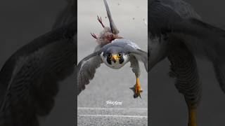 Juvenile Falcon dropped the Prey and dad had to retrieve it. #falcon #peregrinefalcon #birdsofprey