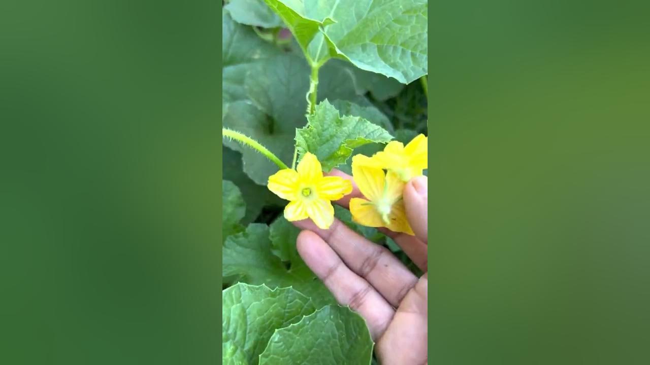 How to handpollinate Dosakaya / Indian cucumber flowers 