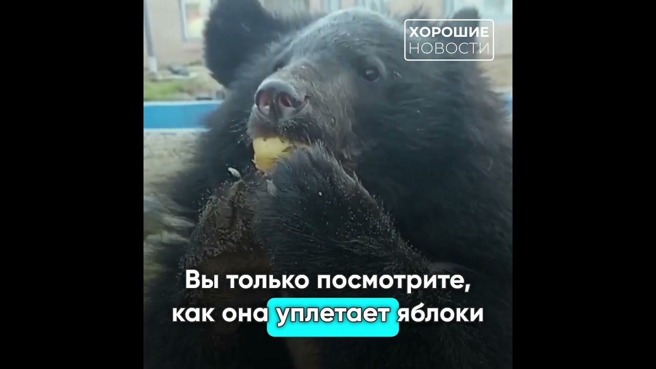 В Приморье спасли гималайскую медведицу