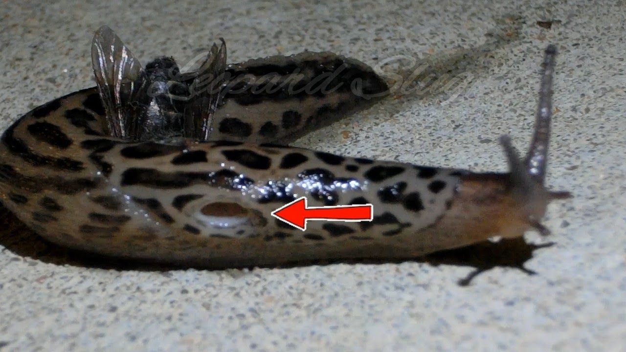Leopard Slug Blowhole