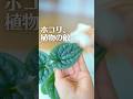 ホコリ、植物の敵。想像以上の汚れに涙😢