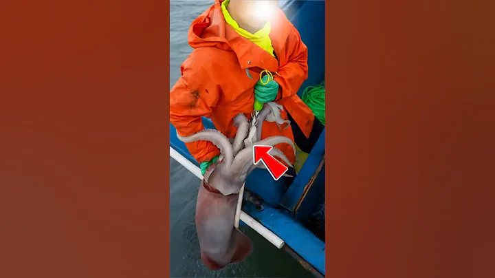 The Ocean’s Hidden Giants: Real Footage of Massive Squid Fishing
