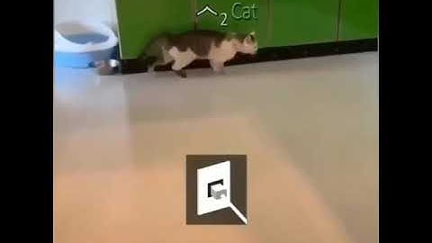 Cat Connection Interrupted