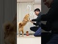柴犬に嘘ぴょんしてみた