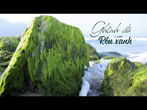 Video Chen chân chụp ảnh ở ghềnh đá phủ rêu xanh tuyệt đẹp... - youtube
